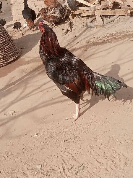 pure mianwali pair for sale 3