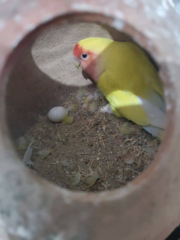 lovebird with cage 0