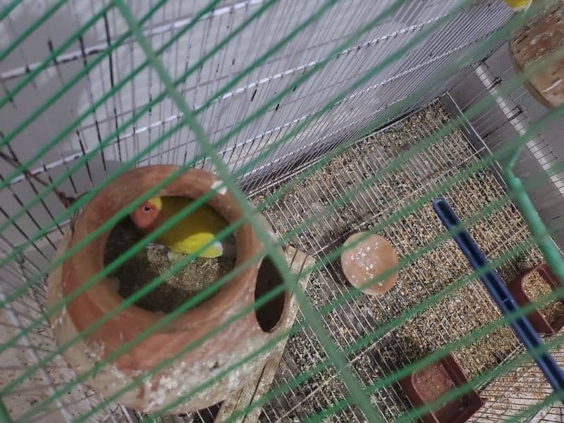 lovebird with cage 1