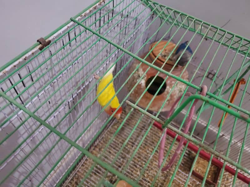 lovebird with cage 2