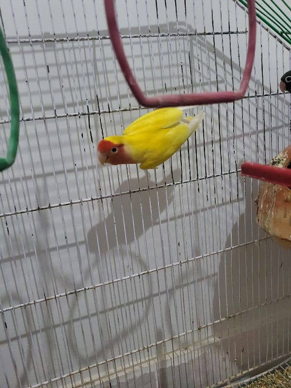 lovebird with cage 3