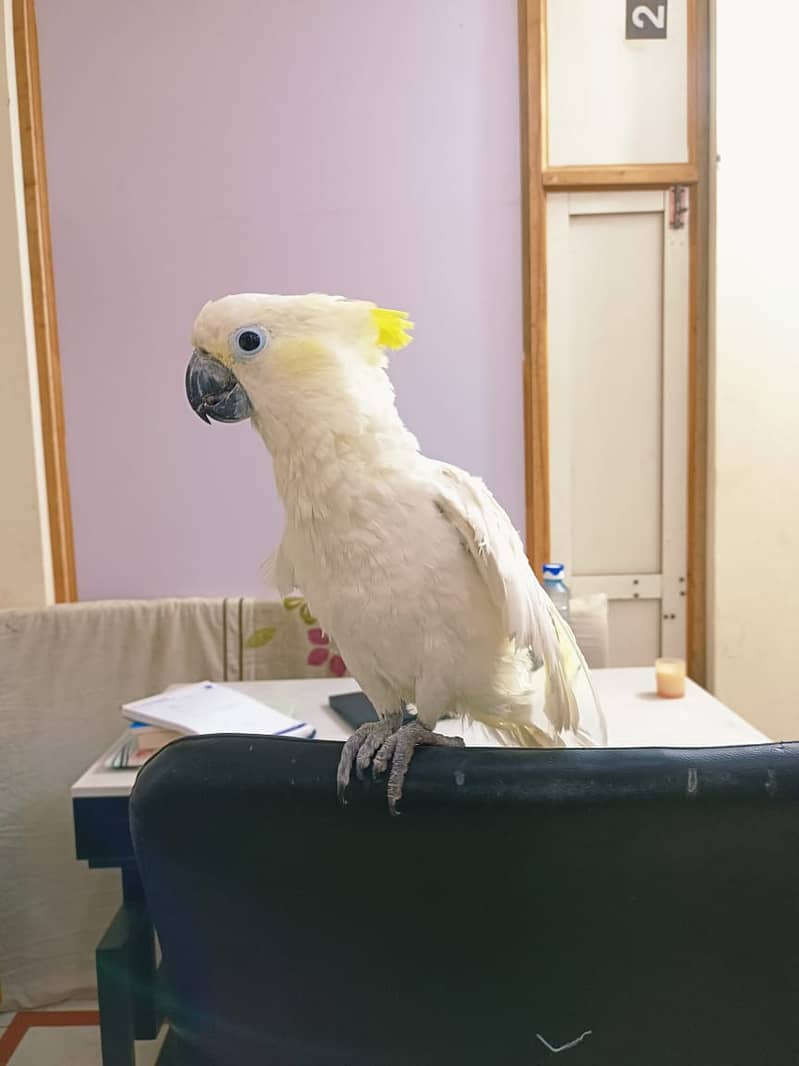 Tritron Cockatoo | Hand Tamed Cockatoo | Talking Parrot 1