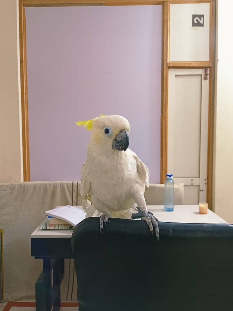 Tritron Cockatoo | Hand Tamed Cockatoo | Talking Parrot 2