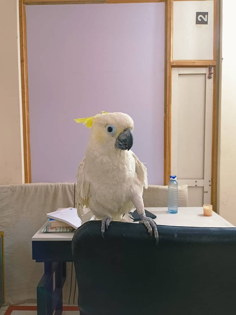 Tritron Cockatoo | Hand Tamed Cockatoo | Talking Parrot 4