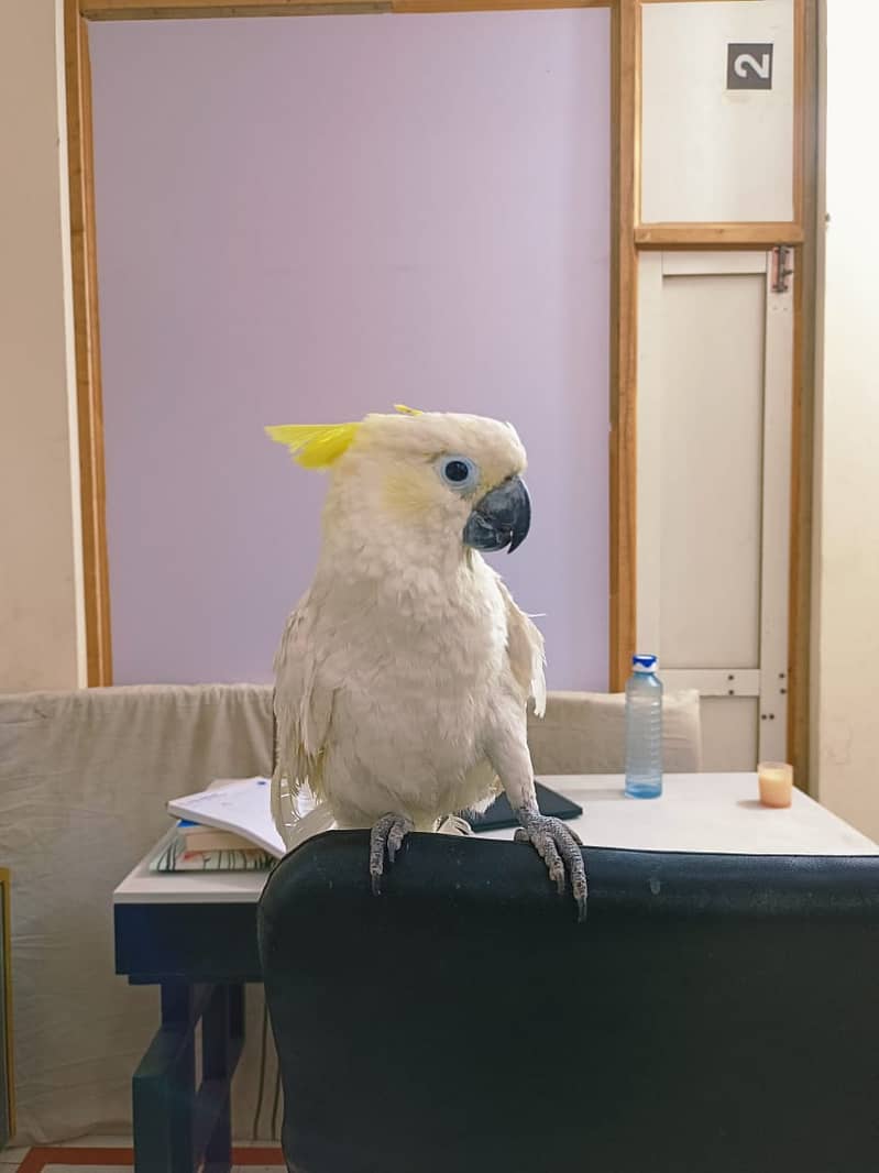 Tritron Cockatoo | Hand Tamed Cockatoo | Talking Parrot 5