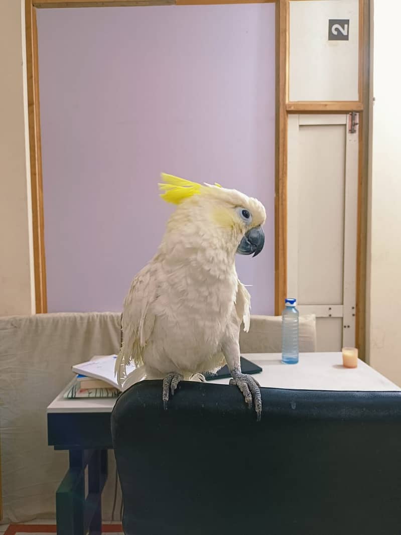 Tritron Cockatoo | Hand Tamed Cockatoo | Talking Parrot 6