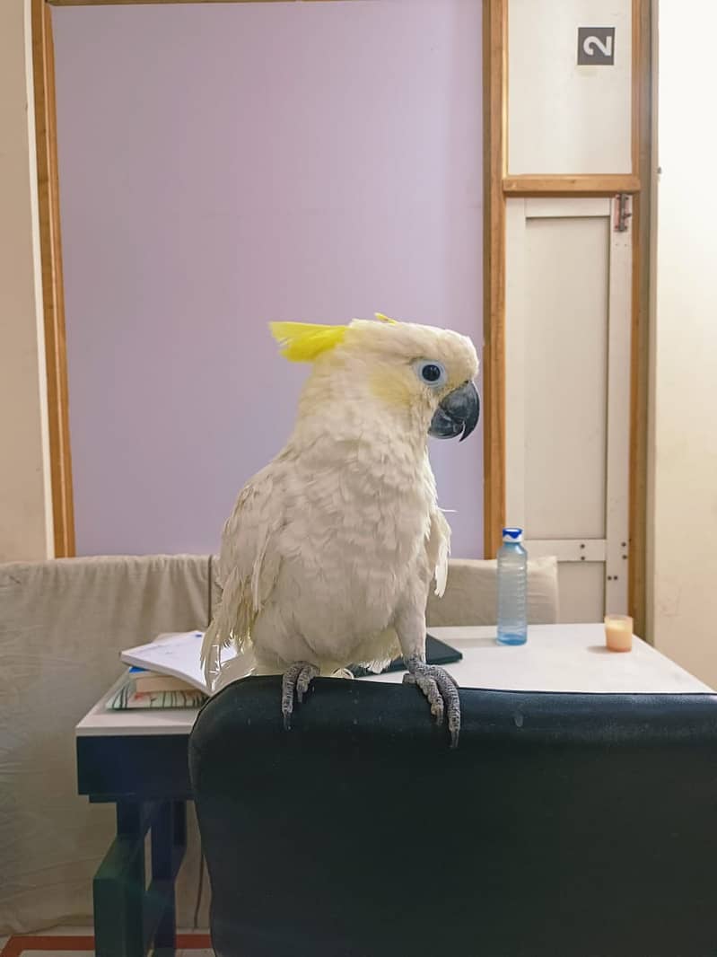 Tritron Cockatoo | Hand Tamed Cockatoo | Talking Parrot 7