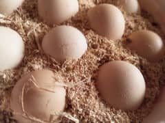 aseel pure Heera fertile eggs