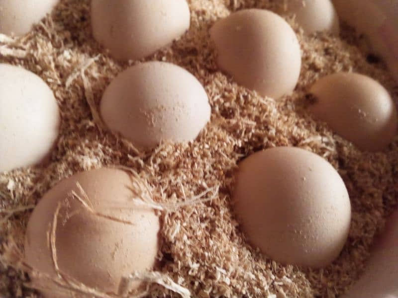 aseel pure Heera fertile eggs 0