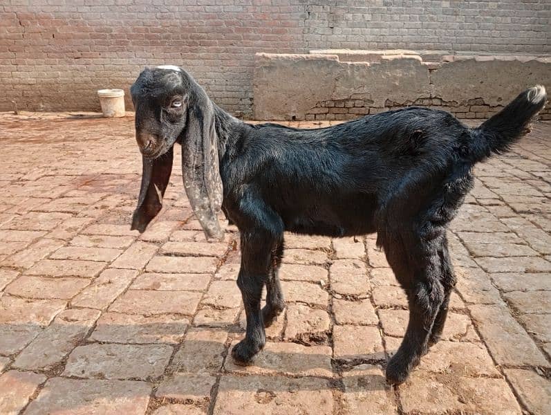 Bakri kid for sale 6