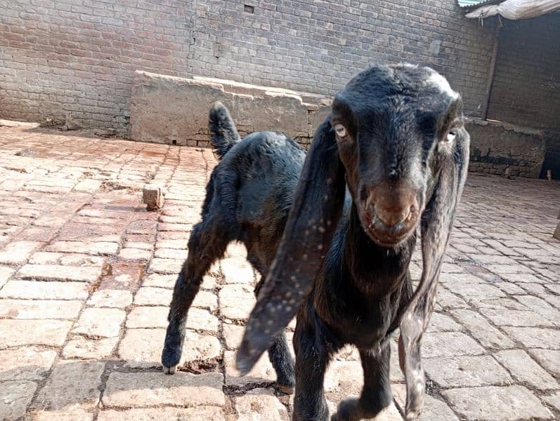 Bakri kid for sale 7