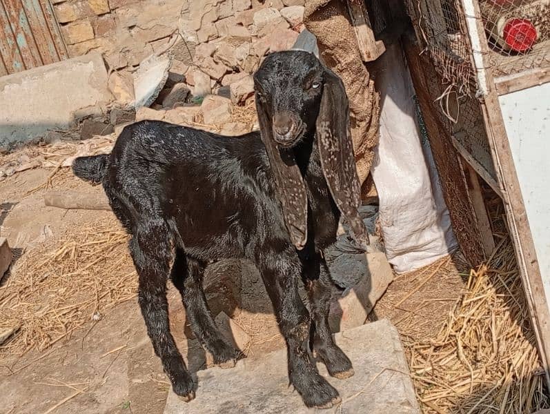 Bakri kid for sale 8