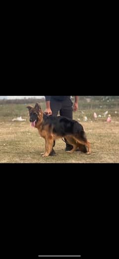 Longhair male 6 months old