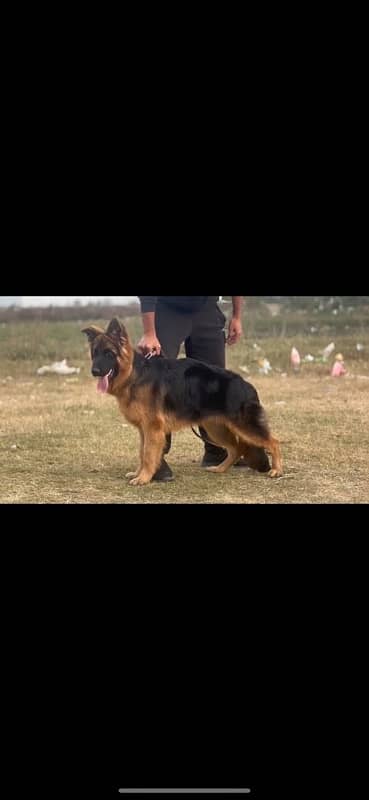 Longhair male 6 months old 0