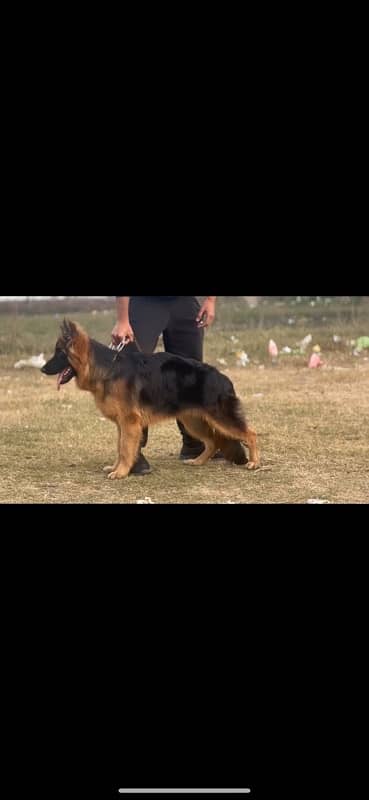 Longhair male 6 months old 1