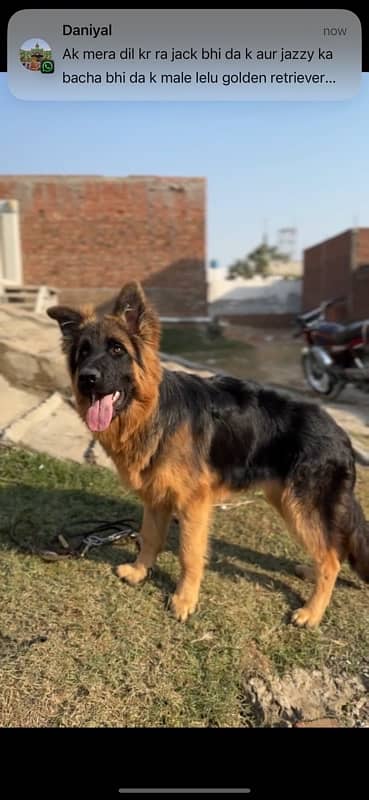 Longhair male 6 months old 5