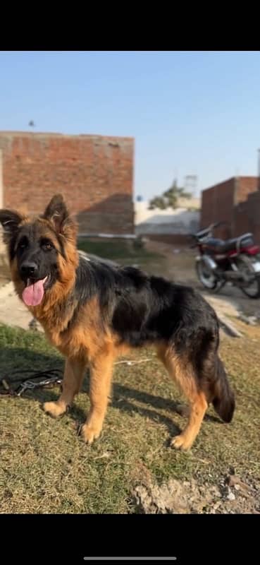 Longhair male 6 months old 6