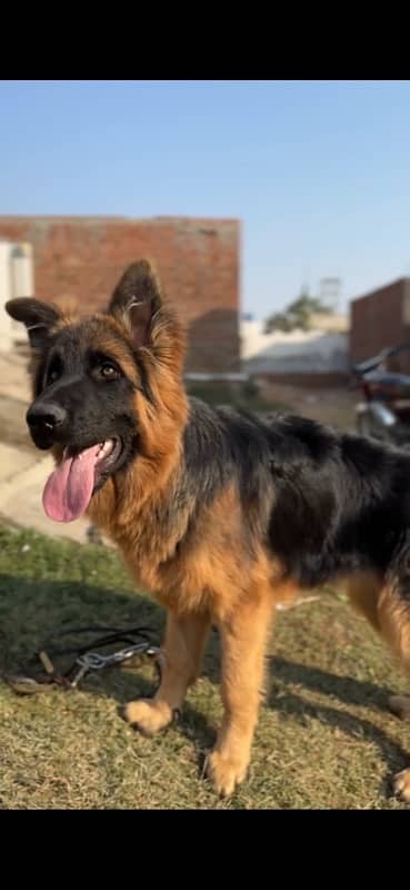 Longhair male 6 months old 7