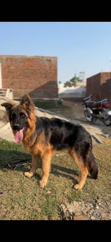 Longhair male 6 months old 8