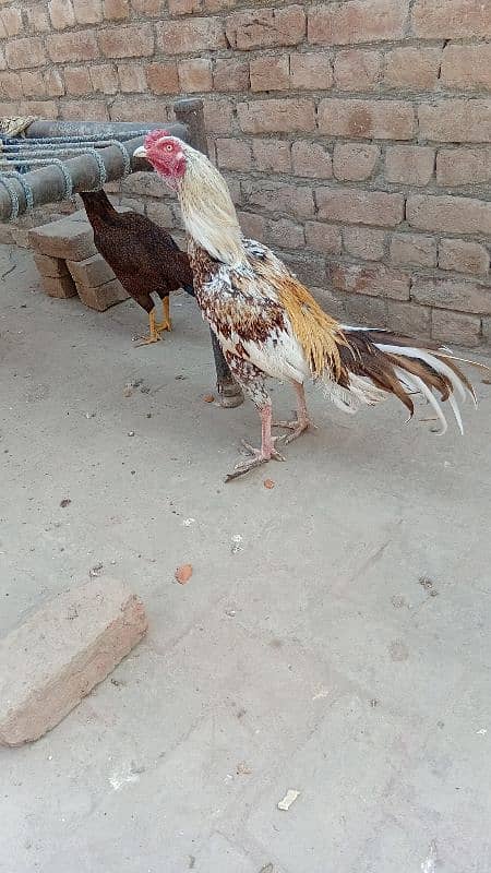 pure aseel young murga for sale all ok age 2.5 year cn 03006373965 2