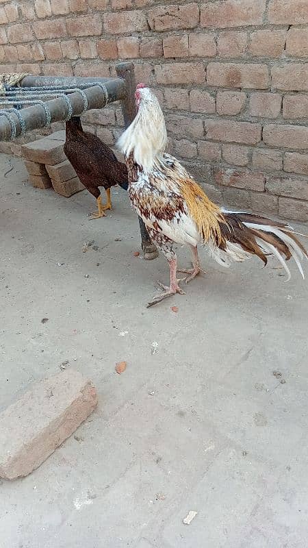 pure aseel young murga for sale all ok age 2.5 year cn 03006373965 3