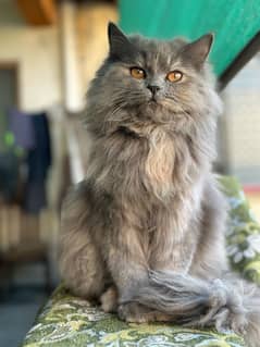 Persian Cat For Sale | Triple Coat | Cute Face | Fluffy