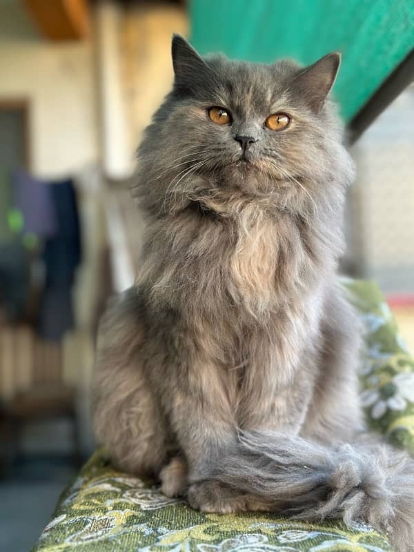 Persian Cat For Sale | Triple Coat | Cute Face | Fluffy 0