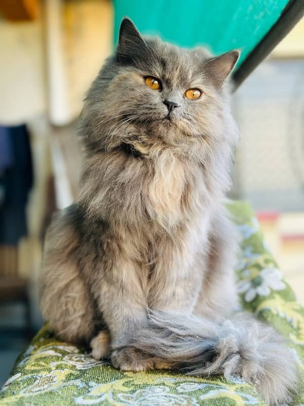 Persian Cat For Sale | Triple Coat | Cute Face | Fluffy 1