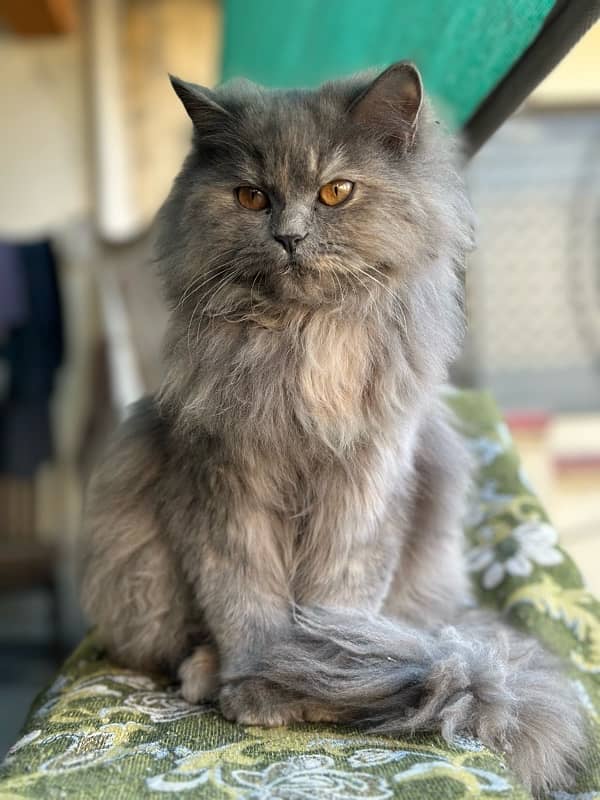 Persian Cat For Sale | Triple Coat | Cute Face | Fluffy 2