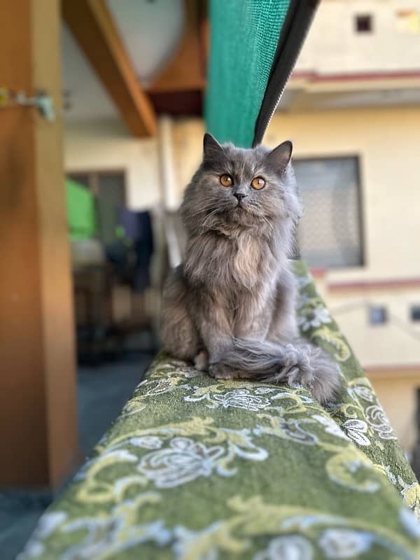 Persian Cat For Sale | Triple Coat | Cute Face | Fluffy 4