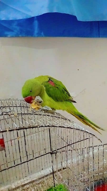 raw male parrot for sale 03171482760 0