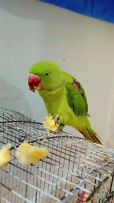 raw male parrot for sale 03171482760 1