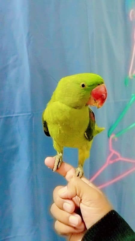 raw male parrot for sale 03171482760 2