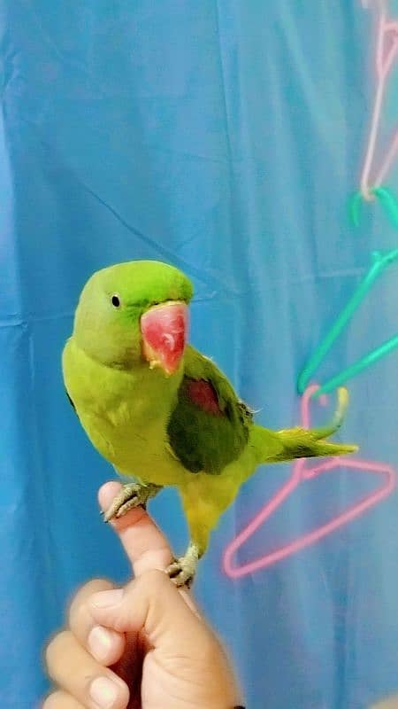 raw male parrot for sale 03171482760 3