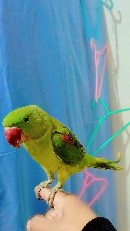 raw male parrot for sale 03171482760 4