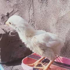 HEERA ASEEL chicks for sale