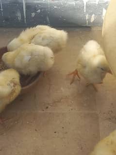 chicks