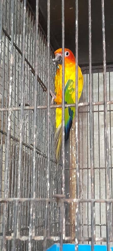 Sun Conure Breeder Female 0