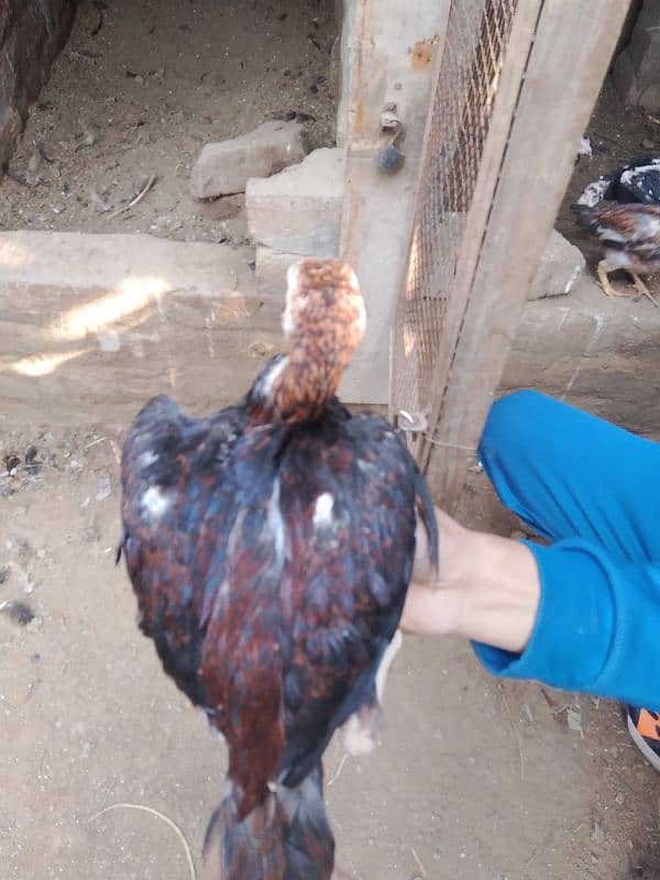 Aseel  chicks available for sale price 3500 (four pieces) 6