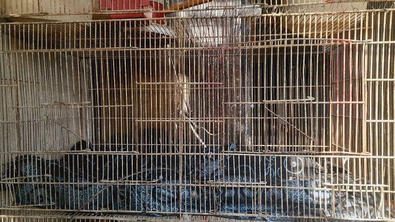 large size cage 0