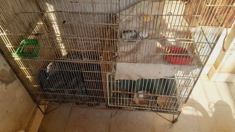 large size cage 2