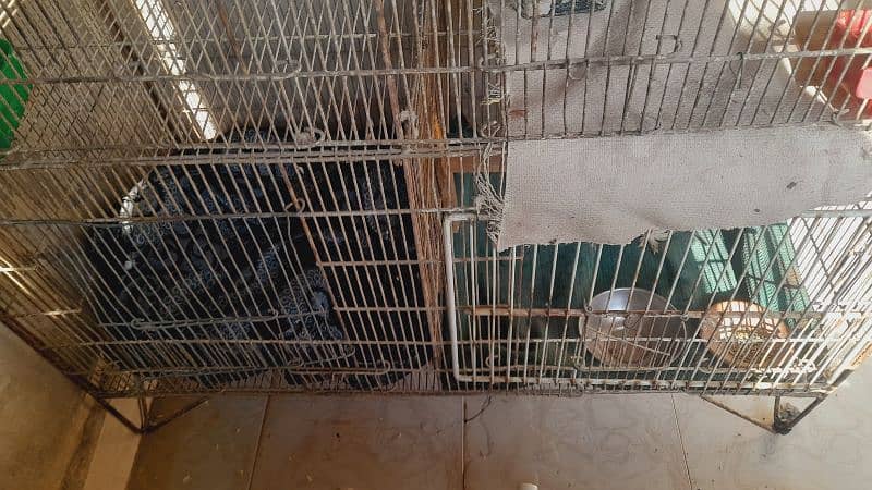 large size cage 3