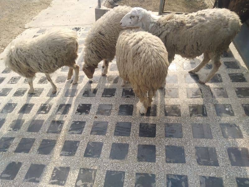 4 madi sheeps for sale. reasonable price 3