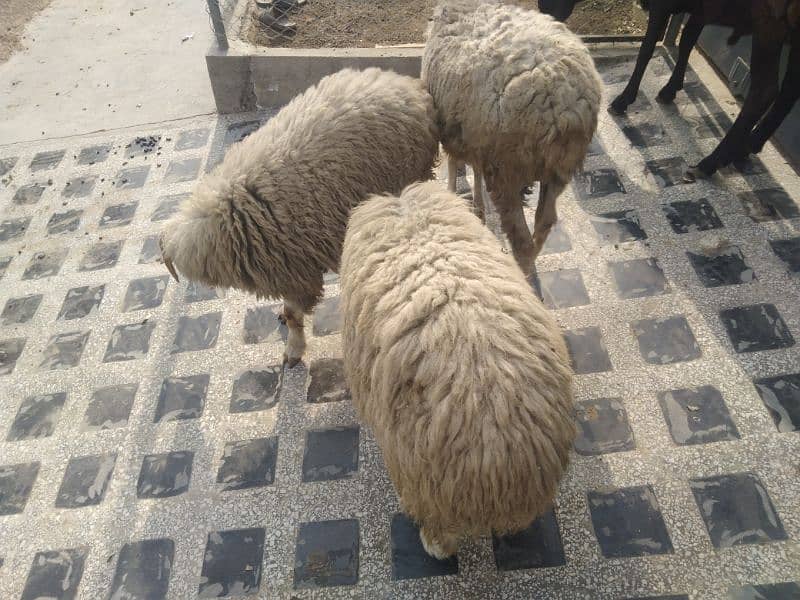 4 madi sheeps for sale. reasonable price 4