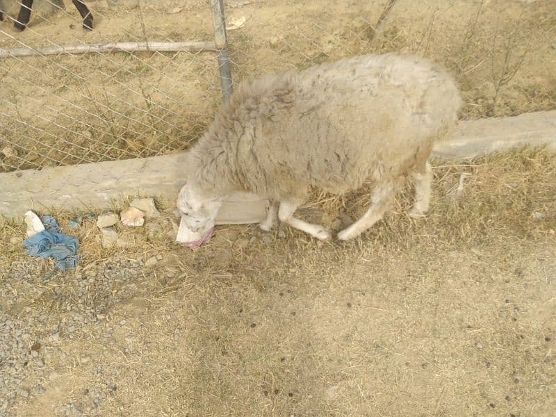 4 madi sheeps for sale. reasonable price 6