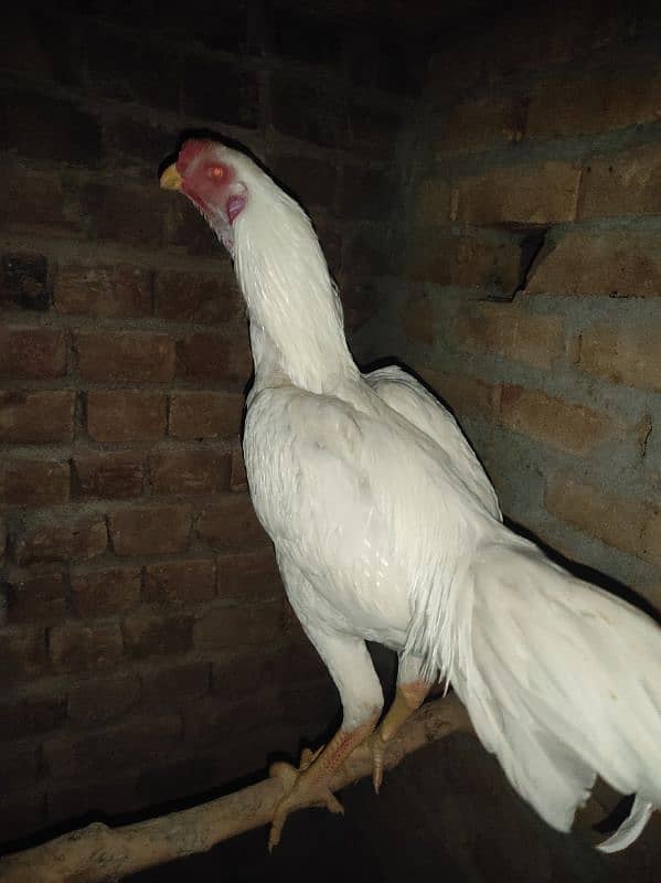 Parrot beak  Qandahari / heera chicks / eggs available 1