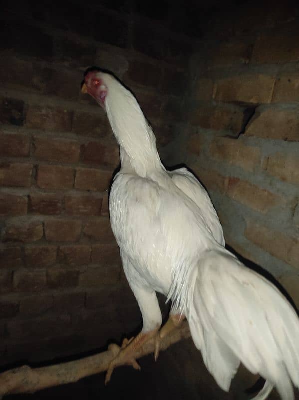 Parrot beak  Qandahari / heera chicks / eggs available 3