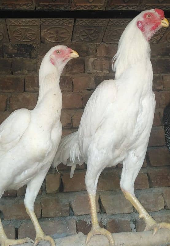 Parrot beak  Qandahari / heera chicks / eggs available 5