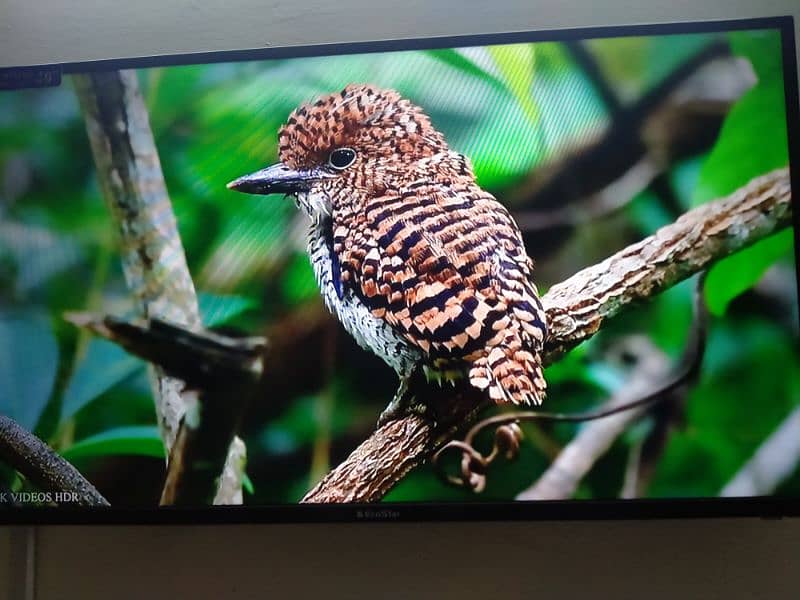 Ecostar 40 inch LED TV 3