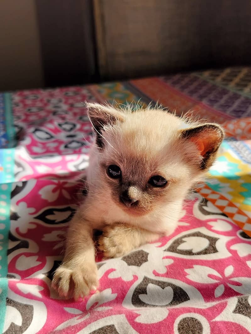 Siamese male kitten 0